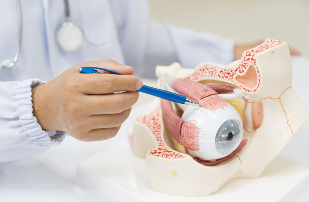 An image of an eye doctor showing the structure of the cornea and eyeball to a patient.